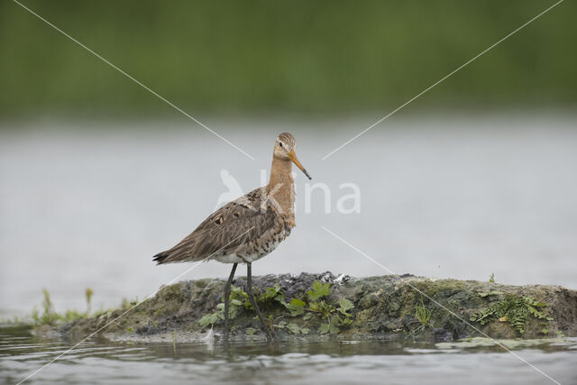 Black-tailed Godwit (Limosa limosa)