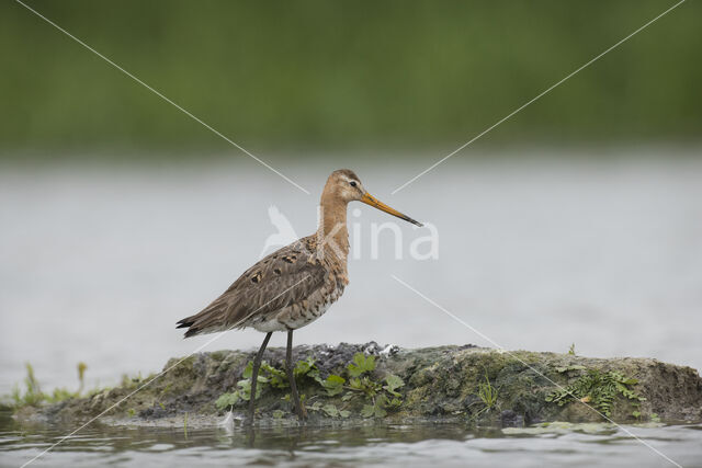 Black-tailed Godwit (Limosa limosa)