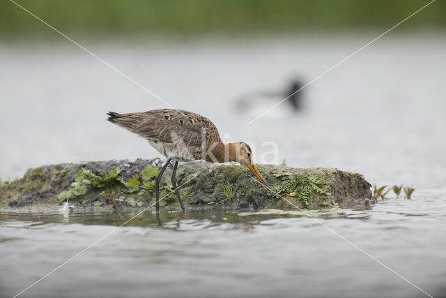 Grutto (Limosa limosa)