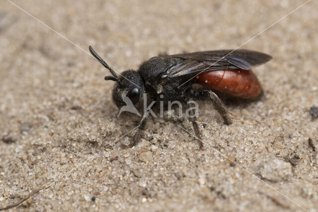 Grote Bloedbij (Sphecodes albilabris)