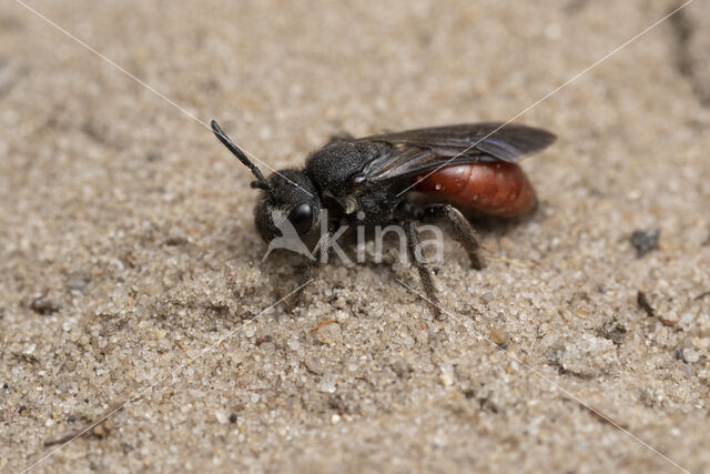 Grote Bloedbij (Sphecodes albilabris)