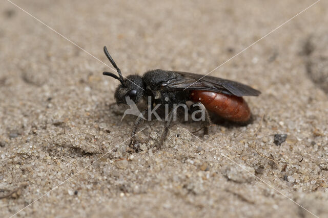 Grote Bloedbij (Sphecodes albilabris)