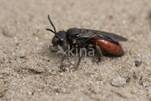 Grote Bloedbij (Sphecodes albilabris)