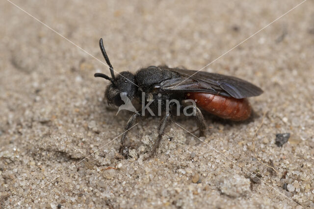 Grote Bloedbij (Sphecodes albilabris)