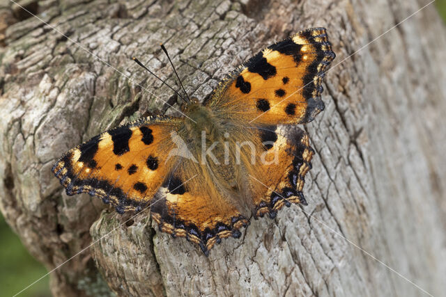 Large Tortoiseshell (Nymphalis polychloros)