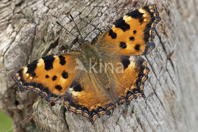 Grote vos (Nymphalis polychloros)