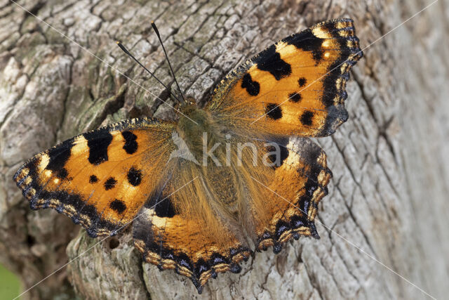 Grote vos (Nymphalis polychloros)