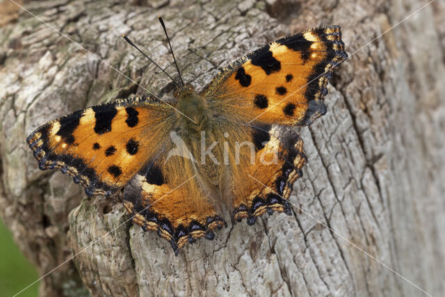 Large Tortoiseshell (Nymphalis polychloros)