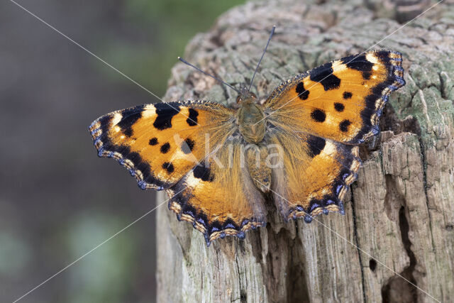 Grote vos (Nymphalis polychloros)