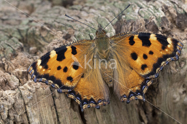 Grote vos (Nymphalis polychloros)