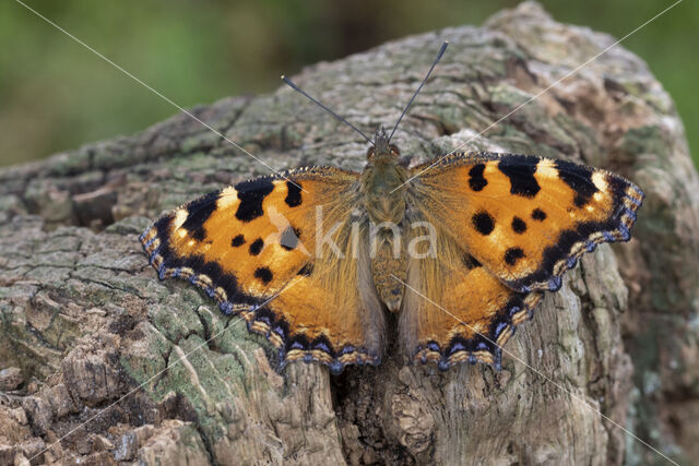 Large Tortoiseshell (Nymphalis polychloros)