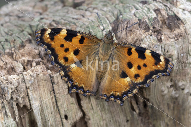 Grote vos (Nymphalis polychloros)