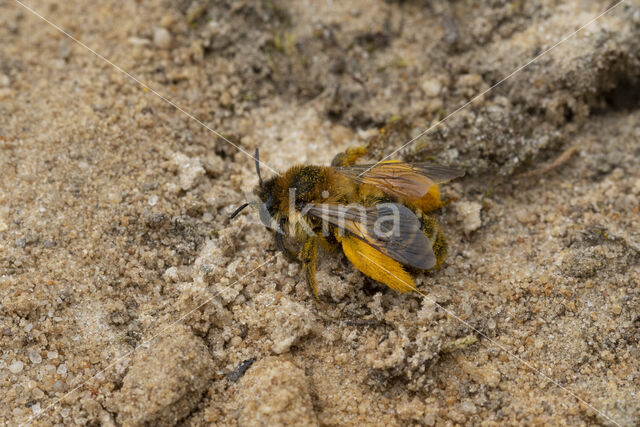 Pluimvoetbij (Dasypoda hirtipes)