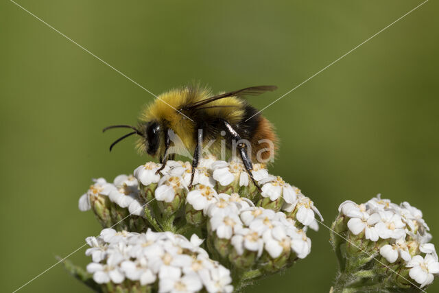 Weidehommel (Bombus pratorum)