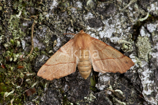 Gepluimde spanner (Colotois pennaria)