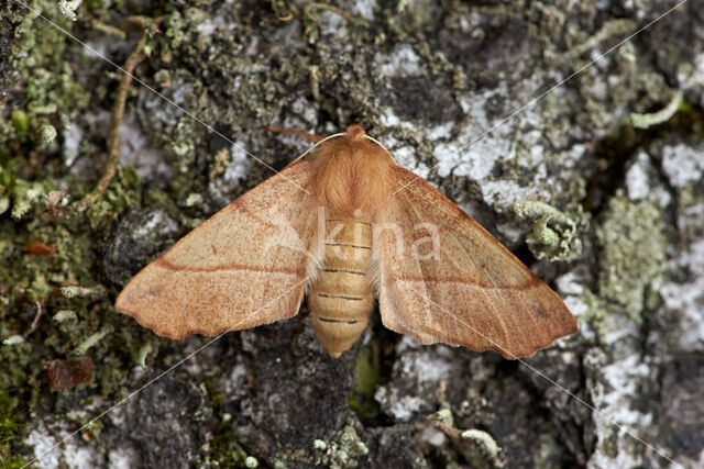 Gepluimde spanner (Colotois pennaria)