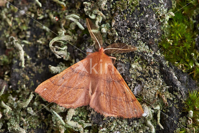 Gepluimde spanner (Colotois pennaria)