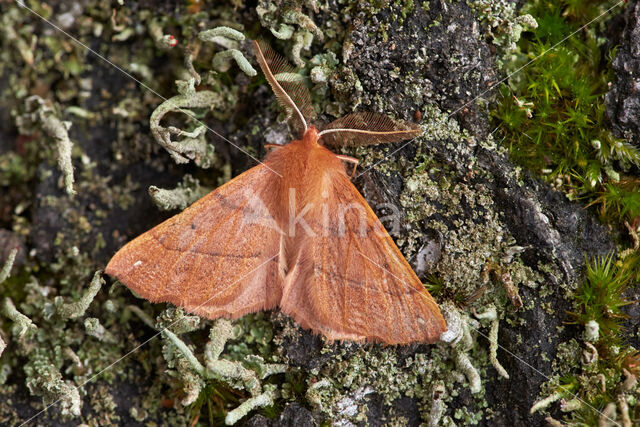 Gepluimde spanner (Colotois pennaria)