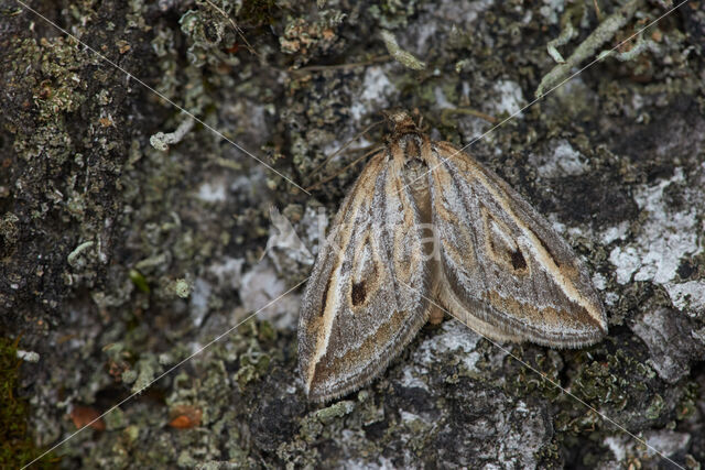 Herfstbremspanner (Chesias legatella)