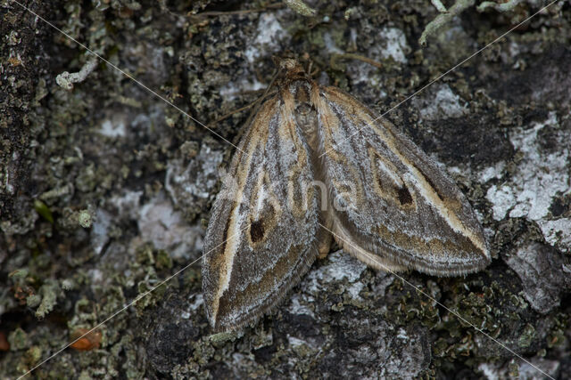 The Streak (Chesias legatella)