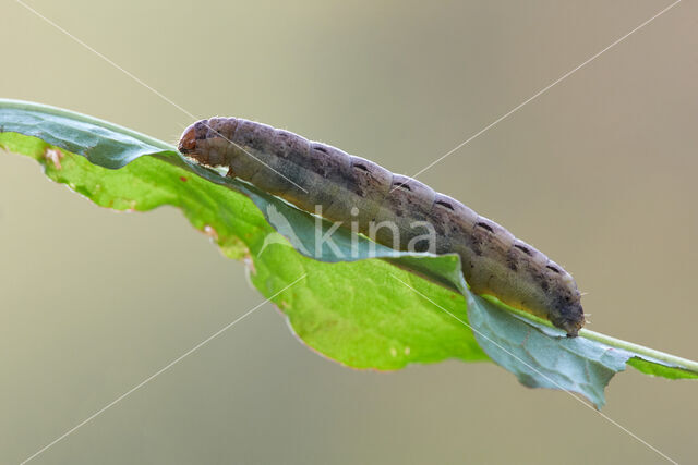 Large Yellow Underwing (Noctua pronuba)