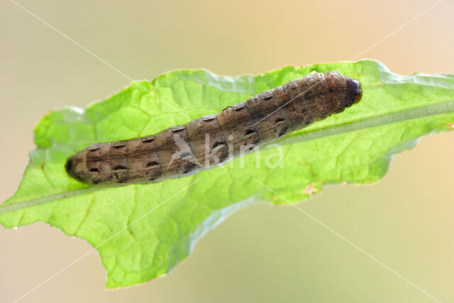 Large Yellow Underwing (Noctua pronuba)