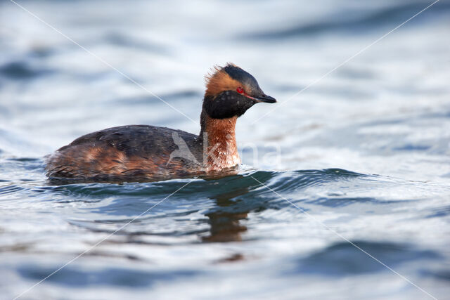 Kuifduiker (Podiceps auritus)