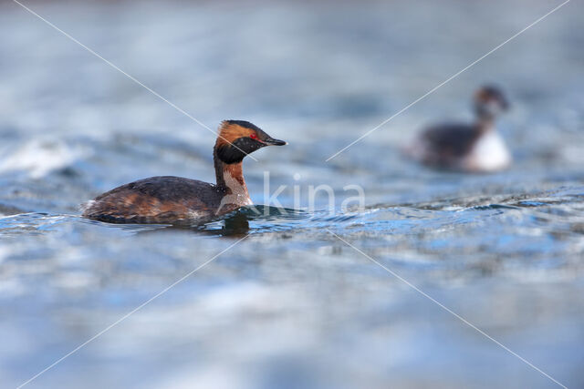 Kuifduiker (Podiceps auritus)