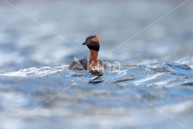 Kuifduiker (Podiceps auritus)