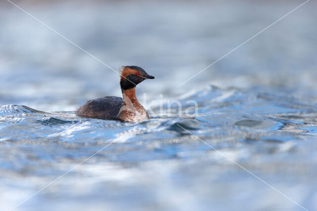 Kuifduiker (Podiceps auritus)