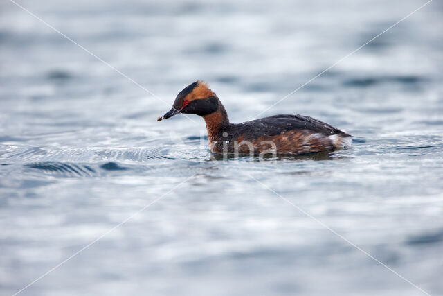 Kuifduiker (Podiceps auritus)