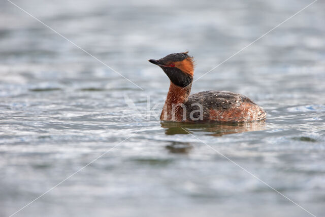 Kuifduiker (Podiceps auritus)