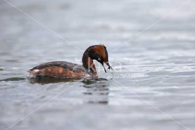 Kuifduiker (Podiceps auritus)