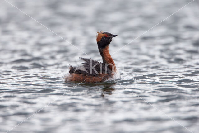 Kuifduiker (Podiceps auritus)