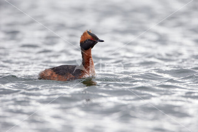 Kuifduiker (Podiceps auritus)