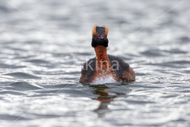 Kuifduiker (Podiceps auritus)