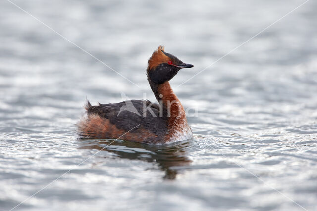 Kuifduiker (Podiceps auritus)