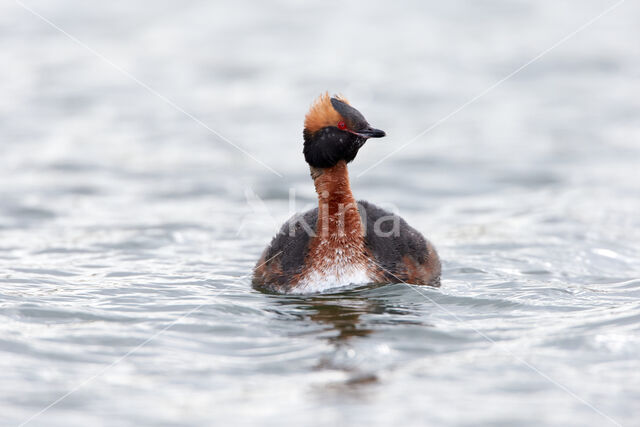 Kuifduiker (Podiceps auritus)