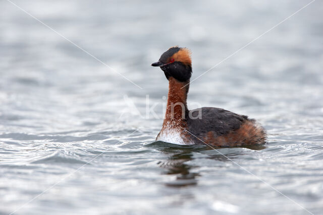 Kuifduiker (Podiceps auritus)