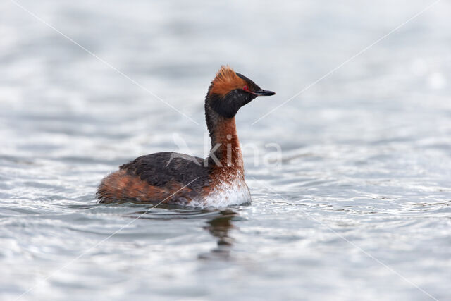 Kuifduiker (Podiceps auritus)