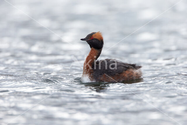 Kuifduiker (Podiceps auritus)