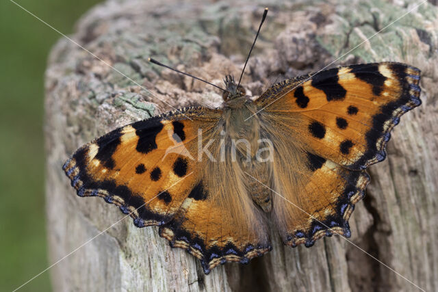 Grote vos (Nymphalis polychloros)