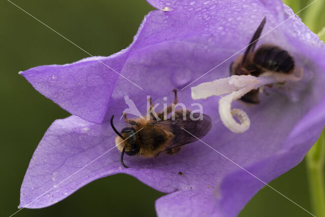 Klokjesdikpoot (Melitta haemorrhoidalis)