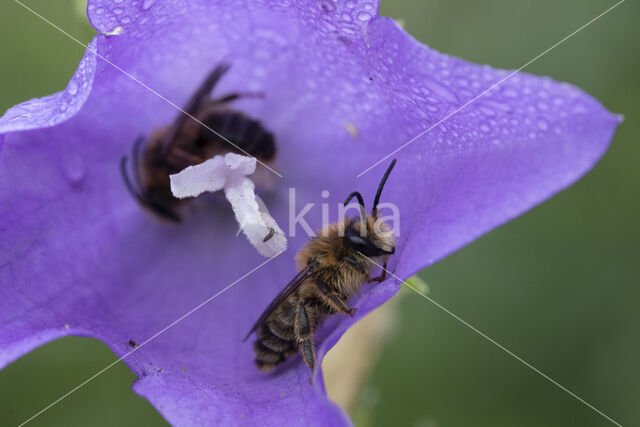 Klokjesdikpoot (Melitta haemorrhoidalis)