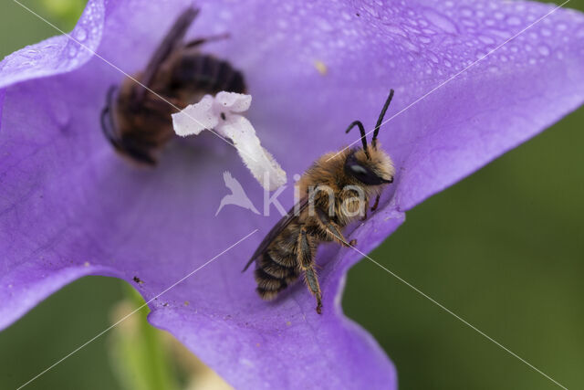 Klokjesdikpoot (Melitta haemorrhoidalis)