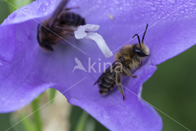 Klokjesdikpoot (Melitta haemorrhoidalis)