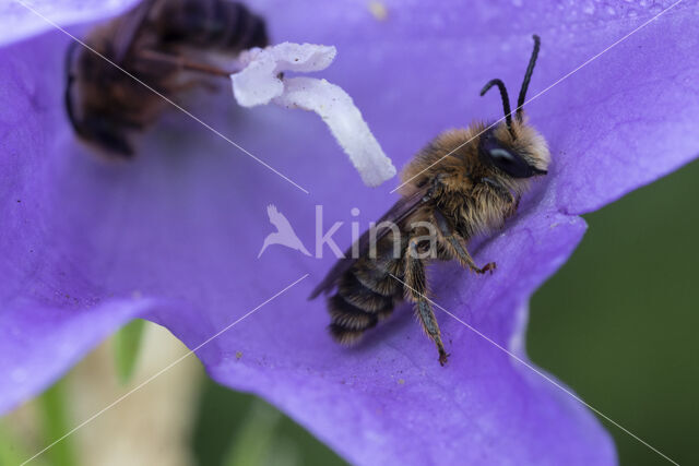 Klokjesdikpoot (Melitta haemorrhoidalis)