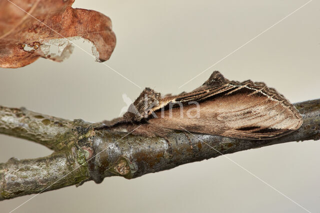 Swallow Prominent (Pheosia tremula)