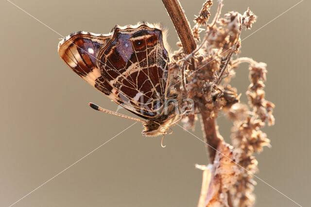 Landkaartje (Araschnia levana)