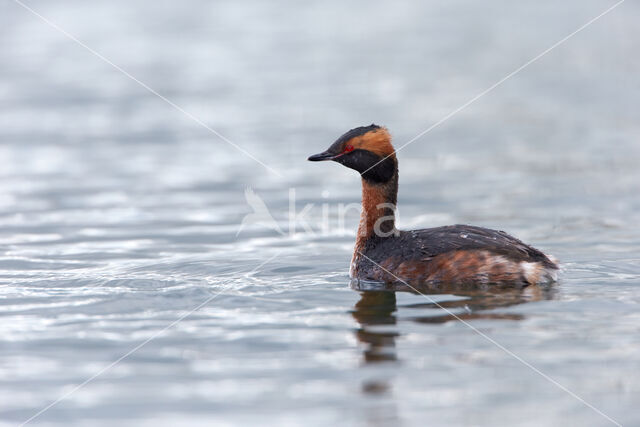 Kuifduiker (Podiceps auritus)